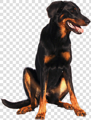 Isolated  Doberman  Dog  Sweet  Animal Portrait  Nature   Beauceron White Background  HD Png Download