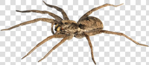 Spider man Goliath Birdeater The Wolf Spider Stock   Male Wolf Spider  HD Png Download