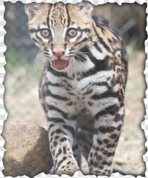 Picture   Ocelot  HD Png Download