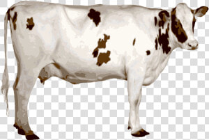 Cows Clipart Prize   Indian Cow Image Png  Transparent Png