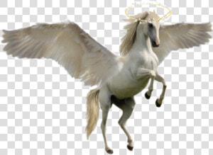  hola white Flying Horse   Unicorn Horse  HD Png Download