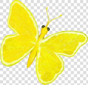 Citrus Fruit Butterfly Clip Arts   Lemon Butterfly  HD Png Download