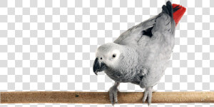 Photo Of An African Grey Parrot Perched On A Limb   African Grey Parrot Png  Transparent Png