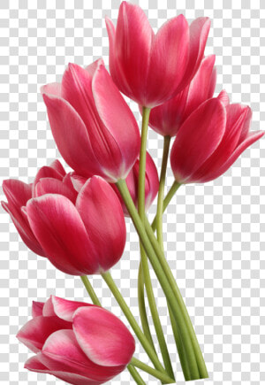 Tulip Clip Art   Red Transparent Background Tulips Transparent  HD Png Download