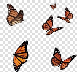  png  overlay  overlays  editinghelp  nature  butterfly   Flying Monarch Butterfly Png  Transparent Png