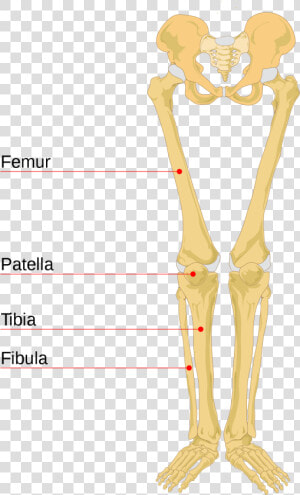 Leg Bone Leg Bones Labeled    Human Leg Bones  HD Png Download