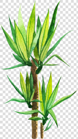 Agave  HD Png Download