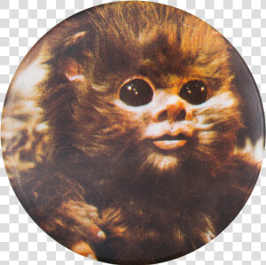 Ewok Star Wars Entertainment Button Museum   Star Wars Ewok Baby  HD Png Download