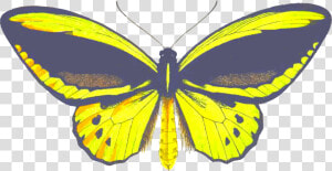 Birdwing Butterfly Clip Arts   Brush footed Butterfly  HD Png Download