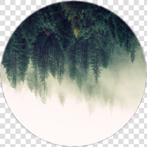 Forest Clipart Forrest   Forest Circle Png  Transparent Png