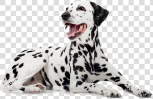 Dalmatian   Dalmatian Dog  HD Png Download