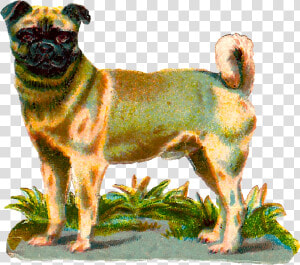 Dog Pug Animal Breed Digital Clipart Image Download   Vintage Dog Png  Transparent Png