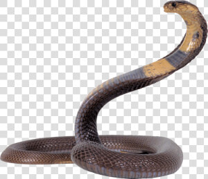 Cobra Png   Snake Cobra Png  Transparent Png