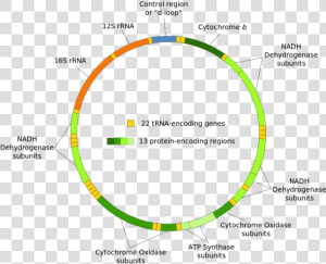 Diagram Of Mitochondrial Dna   Mitochondrial Dna  HD Png Download