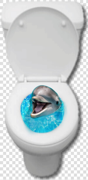  toilet  dolphin  collage  golfinho  privada  aestheticshit   Short beaked Common Dolphin  HD Png Download