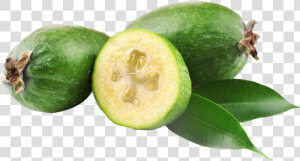 Transparent Png Feijoa Png  Png Download