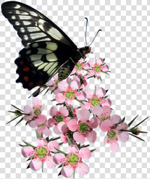 Butterfly  Tea Tree  Flower  Nature   Butterfly On Flower Png  Transparent Png