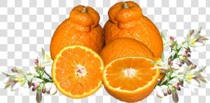 Mandarina  Frutas  Flor  Los Alimentos  Orgánicos   Alle Zitrusfrüchte Der Welt  HD Png Download