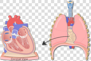 Section Of The Heart Wall Animation Slide   Wall Of Heart Hd Anatomy  HD Png Download