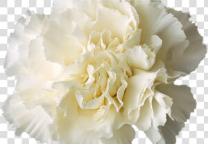 Transparent White Flower Crown More Information   White Flower Crown Transparent Background  HD Png Download