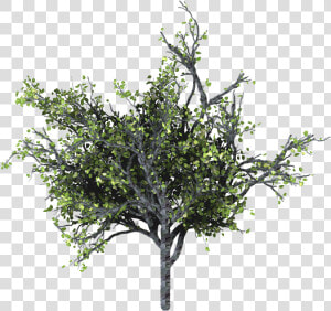  arbusto  arbol  tree  green  verde  bushes  árboles   Twig  HD Png Download