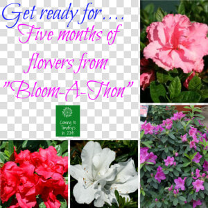 Bloom A Thon Azaleas   Evergreen Rose  HD Png Download