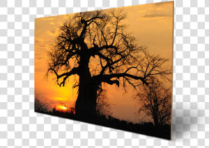 High Resolution Baobab Tree  HD Png Download