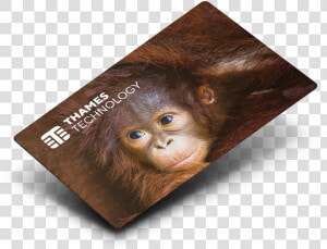 Card petg   Orangutan  HD Png Download