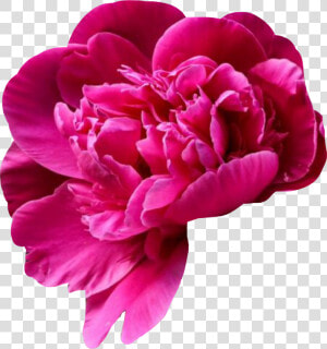 Pivoine De Chine  HD Png Download