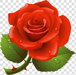  rose  flower  redrose  raindrops   Clipart Picture Of Rose  HD Png Download