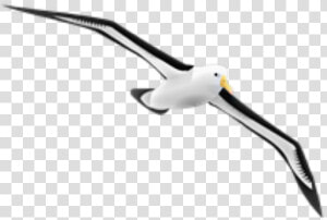 Transparent Seagulls Flying Png   Albatross Gif Png  Png Download