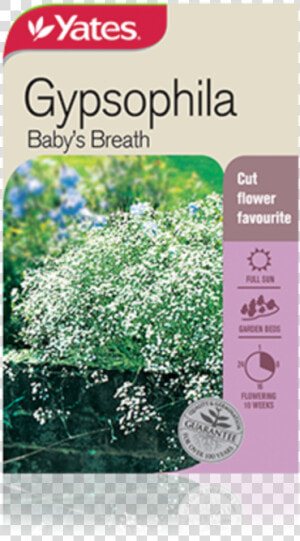 Gypsophila Baby S Breath   Baby  39 s Breath Plant Australia  HD Png Download