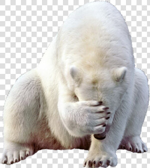 Polar White Bear Png   Polar Bear Png  Transparent Png