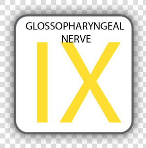 Cranial Nerve Ix  HD Png Download