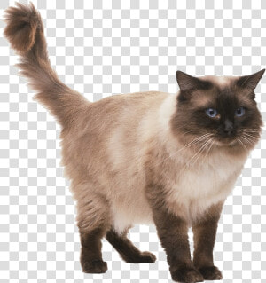 Adorable Ragdoll Cat Picture   Ragdoll Cat Standing  HD Png Download