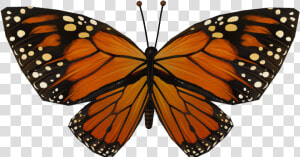 Transparent Butterfly Wing Png   Butterfly Wing Png File  Png Download