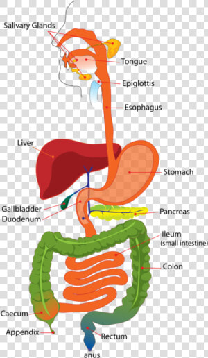 Simple Diagram Of The Digestive System  HD Png Download