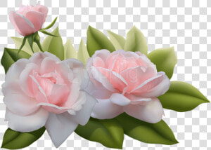 Free Png Beautiful Three Pink Roses Png Images Transparent   Transparent Background Beautiful Flowers Png  Png Download