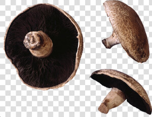 Mushroom Png Images Download   Do Mushroom Have Hair  Transparent Png