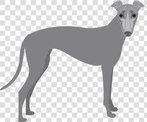 Polish greyhound   Greyhound Png  Transparent Png