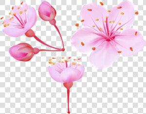 Free Png Download Spring Cherry Blossoms Png Images   Cherry Blossom Flower  Transparent Png