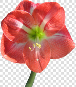 Amaryllis Transparent Background  HD Png Download