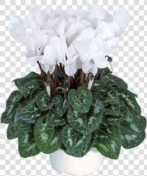 Cyclamen  HD Png Download