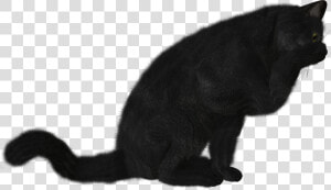 Cat Png   Черная Кошка Png  Transparent Png