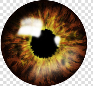 Brown Eye Png File   Eye Lens Png  Transparent Png