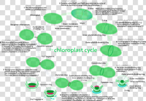 Most Chloroplasts In Plant Cells  And All Chloroplasts  HD Png Download