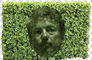 Paul Hedge   Transparent Hedge  HD Png Download