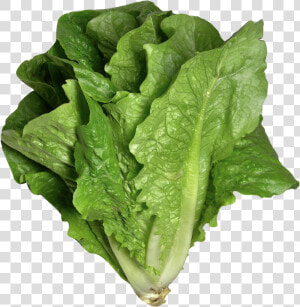 Romaine Lettuce Png Image   Lettuce Png  Transparent Png