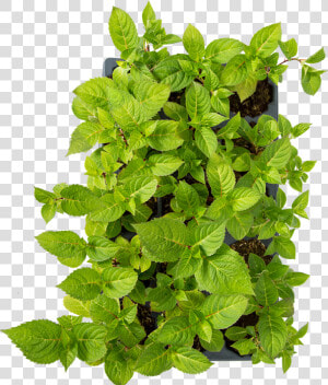 Houseplant  HD Png Download