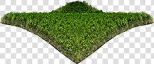 Hedge  HD Png Download